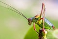 Colorful cricket on the leaf VI