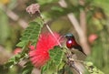 A colorful Crimson Backed Sunbird