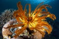 Colorful Crinoid on Reef Royalty Free Stock Photo