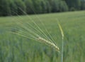 Barley awn on front of field