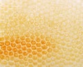 Bees comb as background Royalty Free Stock Photo