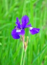 Blue flag (Iris orientalis) Royalty Free Stock Photo