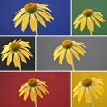 Collage yellow coneflower on background