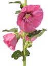 Common Hollyhock isolated on white background