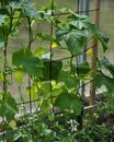 Cucumber plant with blossoms in green house Royalty Free Stock Photo