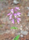 Eastern gray beardtongue (Penstemon canescens) Royalty Free Stock Photo