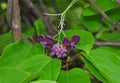 Five-leaf akebia (Akebia quinata) Royalty Free Stock Photo