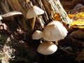 Forest fungi marasmius torquescens  growing on a rotten tree stump in late summer. Royalty Free Stock Photo