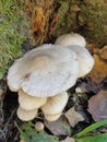Forest fungi marasmius torquescens  growing on a rotten tree stump in late summer. Royalty Free Stock Photo