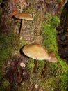 Forest fungi  marasmius torquescens  growing on a rotten tree stump in late summer. Royalty Free Stock Photo