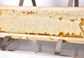 Honeycomb at plastic uncapping tub on white Royalty Free Stock Photo