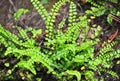 Maidenhair spleenwort (Asplenium trichomanes) Royalty Free Stock Photo