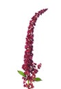 Red amaranth (Amaranthus cruentus) Royalty Free Stock Photo