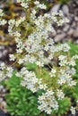 Silver saxifrage (Saxifraga crustata) Royalty Free Stock Photo