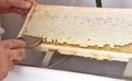 Uncapping of honeycomb at plastic tub Royalty Free Stock Photo