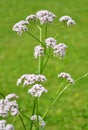 Valerian (Valeriana officinalis) Royalty Free Stock Photo