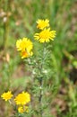 Yellow chamomile (Anthemis tinctoria)