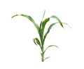 Young maize plant isolated