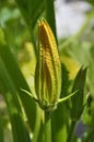 Zucchini blossom in vegetable garden