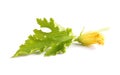 Zucchiniflower and leaf on white background