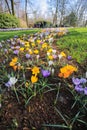 Colorful crocus flower garden Royalty Free Stock Photo