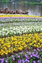 Colorful crocus flower garden Royalty Free Stock Photo
