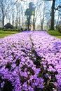 Colorful crocus flower garden Royalty Free Stock Photo