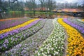 Colorful crocus flower garden Royalty Free Stock Photo