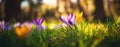 The colorful crocus flowers blooming in a tranquil spring meadow. AI generated image Royalty Free Stock Photo