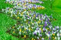 Colorful Crocus flowers blossom in dutch spring garden Royalty Free Stock Photo