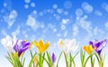 Colorful crocus flowers on blue sky background with bokeh Royalty Free Stock Photo