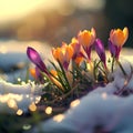 Colorful crocus flowers and grass growing from the melting snow. Royalty Free Stock Photo