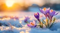 Colorful crocus flowers and grass growing from the melting snow. Royalty Free Stock Photo