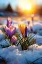 Colorful crocus flowers and grass growing from the melting snow. Royalty Free Stock Photo