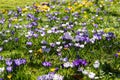 Sunny meadow with purple and yellow flowers, joyous spring season Royalty Free Stock Photo