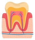 Colorful cross-section of a human tooth showing enamel, dentin, pulp, and gums. Detailed anatomy of a tooth structure