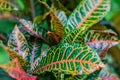 Colorful croton leaves for background