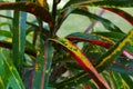 Colorful croton leaves closeup. Royalty Free Stock Photo