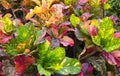 Colorful croton leaves in jungle