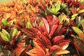 Colorful croton leaves