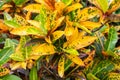 Colorful croton plant leaves texture background Royalty Free Stock Photo