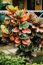 Colorful Crotons - Codiaeum - Bushes Growing Along Walkway, Way Park Garden Royalty Free Stock Photo