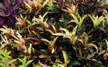 Colorful crotons plants Royalty Free Stock Photo