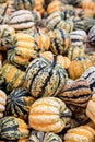 Colorful cucurbita pepo, pumpkins for autumn decoration or soup