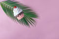 Colorful cupcake on tropical palm leaf on pastel pink  background Royalty Free Stock Photo