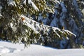 Colorful curious crossbill sits on the snowy branches