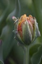 Colorful curly tulip bud Royalty Free Stock Photo