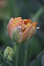 Colorful curly tulip bud with dewdrops Royalty Free Stock Photo