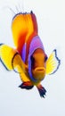a colorful cute fish on white background Royalty Free Stock Photo