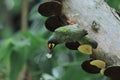 Colorful and cute male coppersmith barbet or crimson breasted barbet in breeding plumage, trying to build a nest